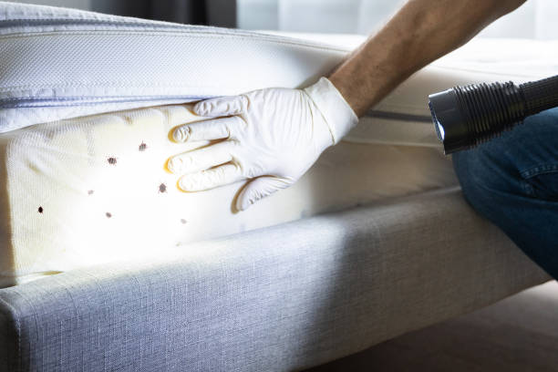 Best Bed Bug Extermination  in Hartwell, GA