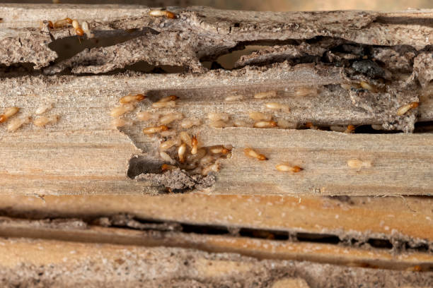 Best Commercial Pest Control Services  in Hartwell, GA